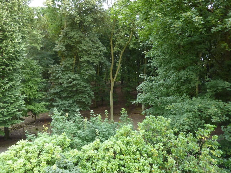 Blick in den Wald Hotel Haus Hohenstein