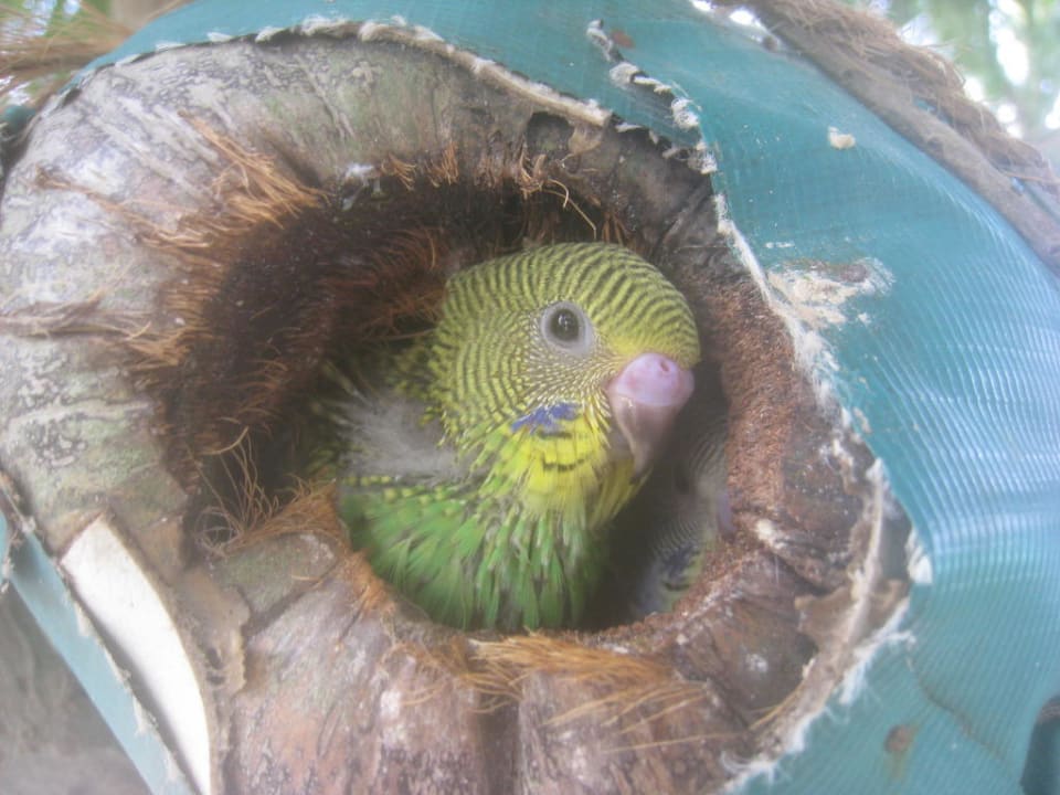 Kleiner Wellensittich Thulhagiri Island Resort