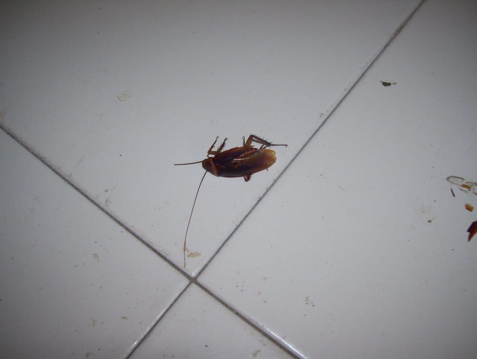 Unerwünschte Haustiere Hotel African Queen