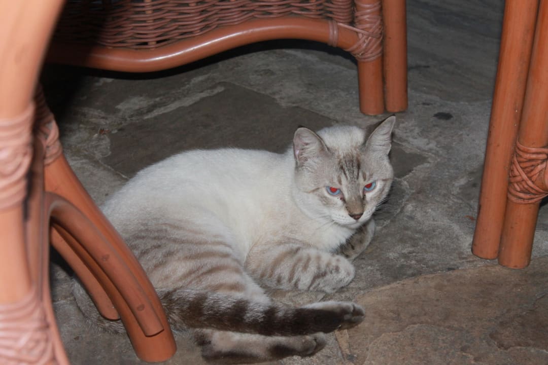 Gehört zum Baobab Inventar Baobab Beach Resort & Spa