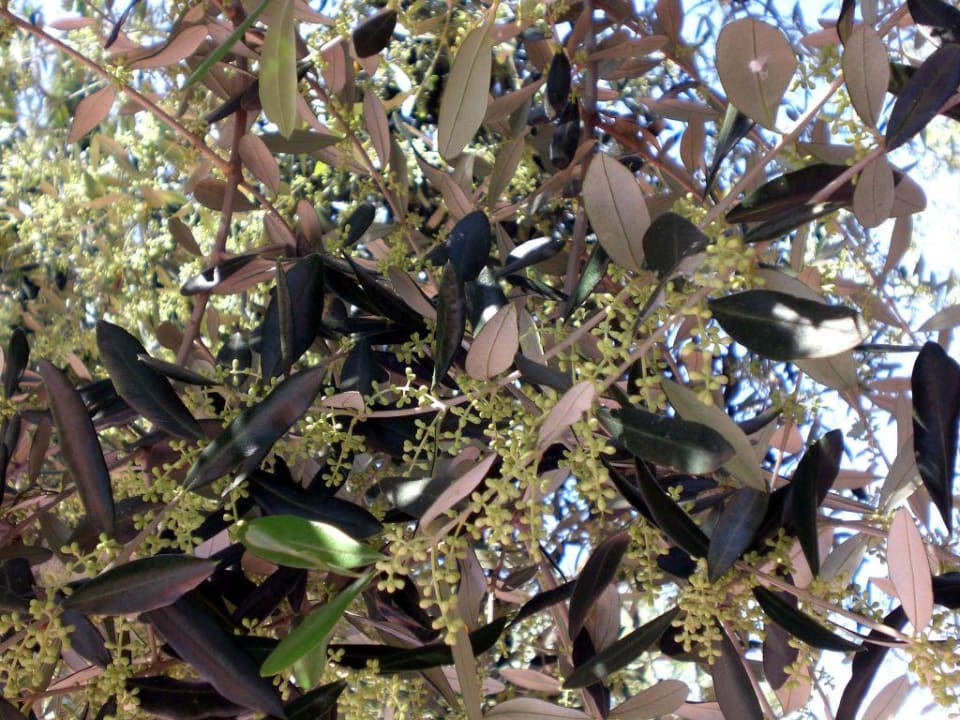 Olivenbaumblüte Olivi Club Tennishotel