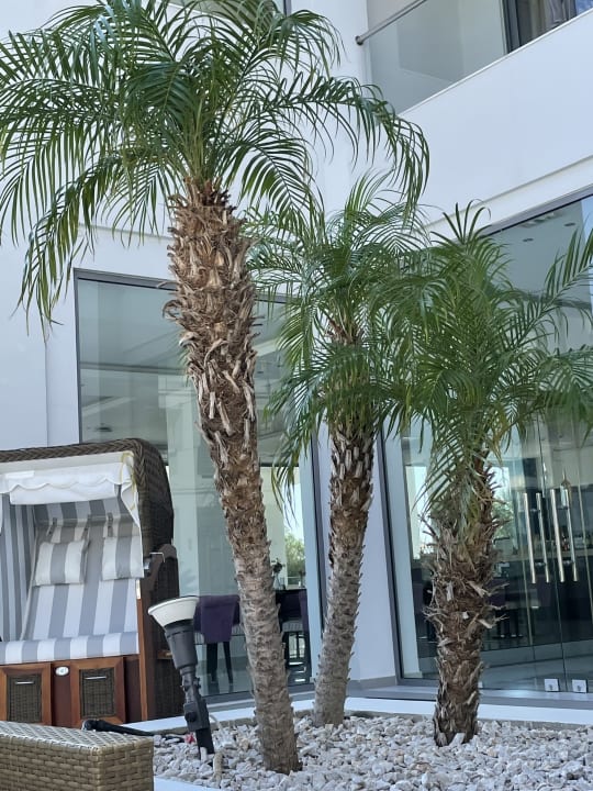 Gastro Asterias Beach Resort