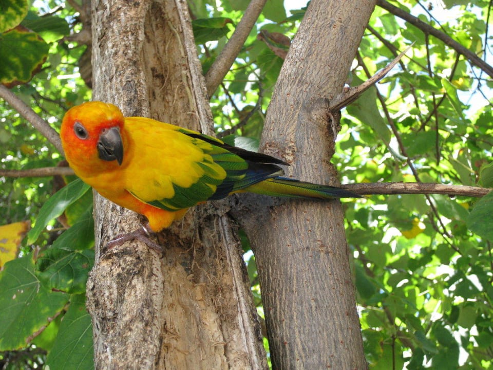 Inselpapagei NH Collection Maldives Reethi Resort