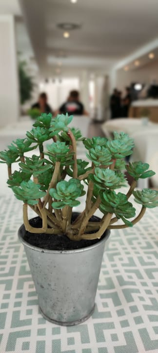 Sonstiges Canary Garden Club