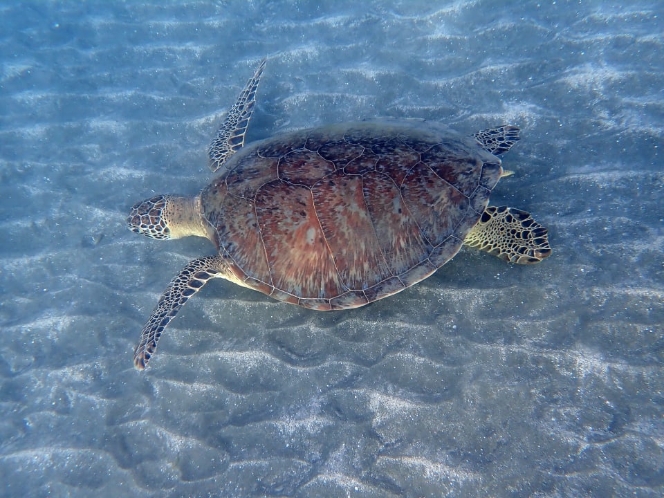 Strand Shams Alam Beach Resort