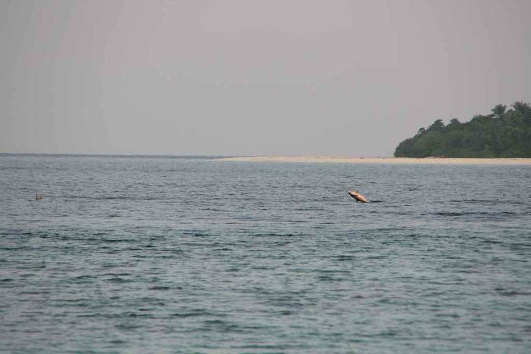 Springender Delfin vom Strand aus gesichtet NH Collection Maldives Reethi Resort
