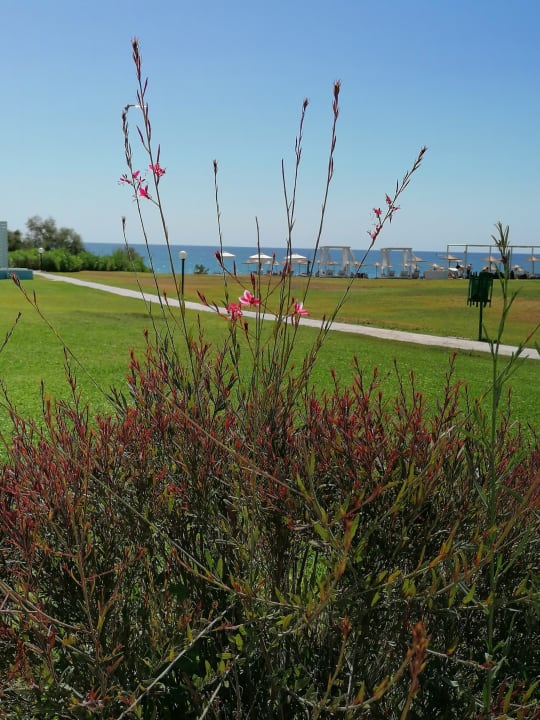 Ausblick Asterias Beach Resort