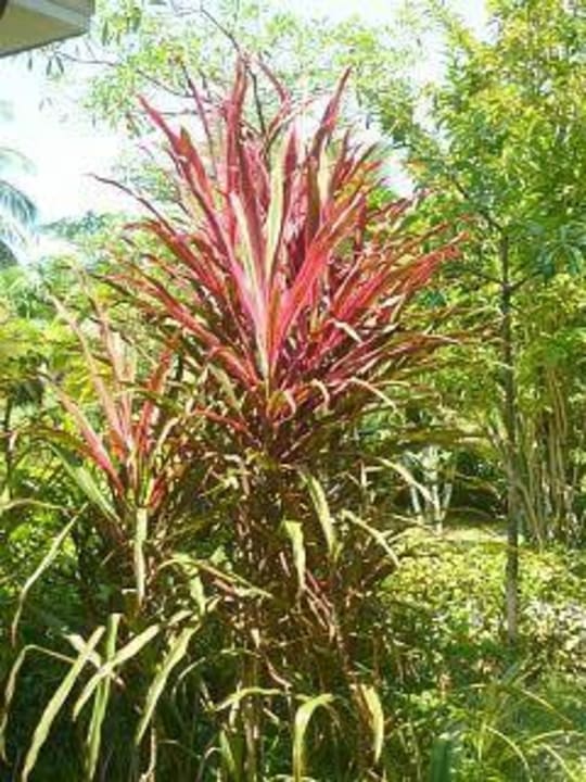 Pflanzen Sudala Beach Resort