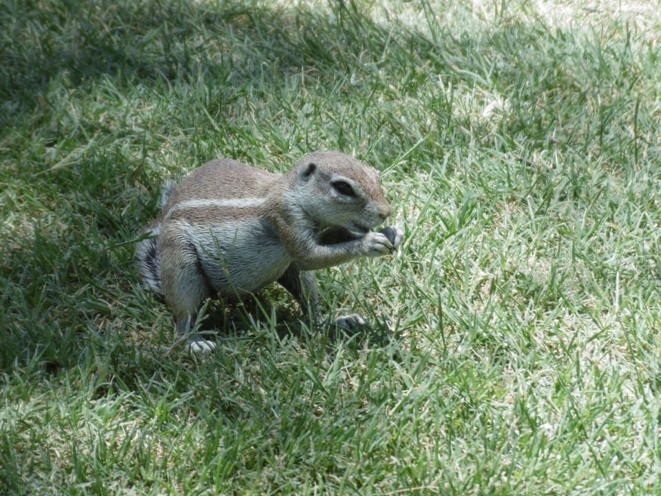 Gartenanlage Okaukuejo Camp
