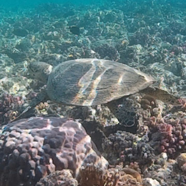 Sport & Freizeit Marina Resort Port Ghalib, a member of Radisson Individuals