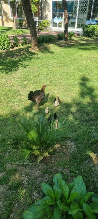 Gartenanlage Seaden Sea World Resort & Spa