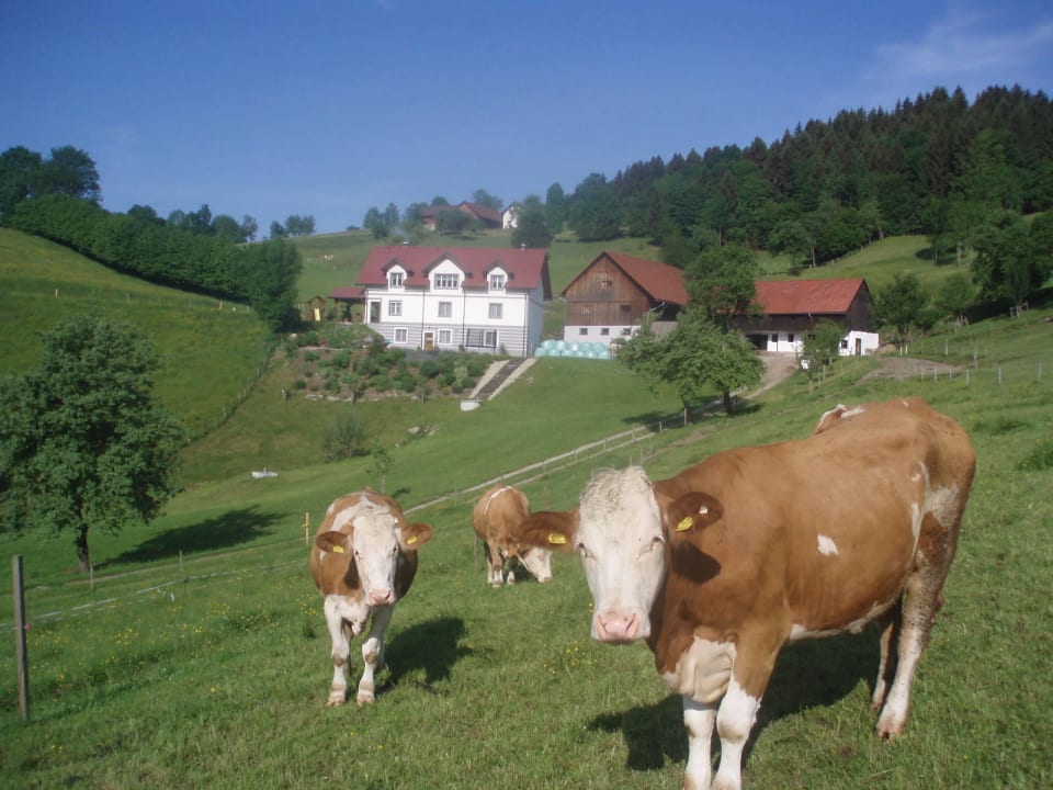 Haus  Bauernhof Reit Hösl