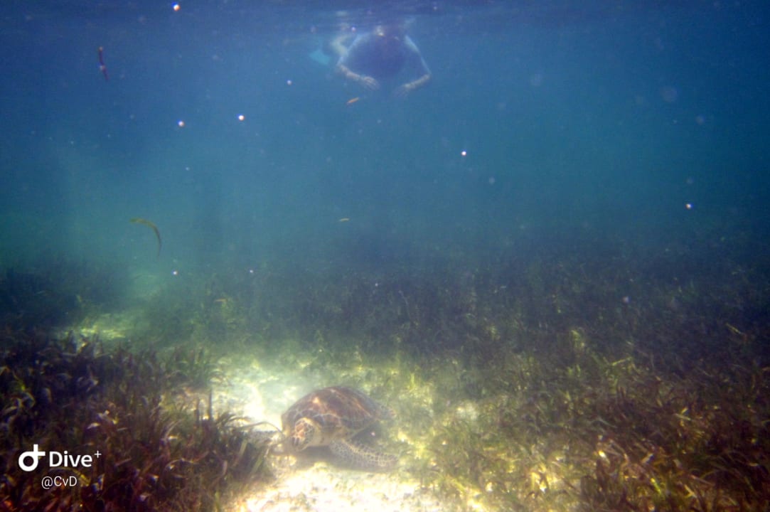 Sport & Freizeit Akumal Bay Beach & Wellness Resort