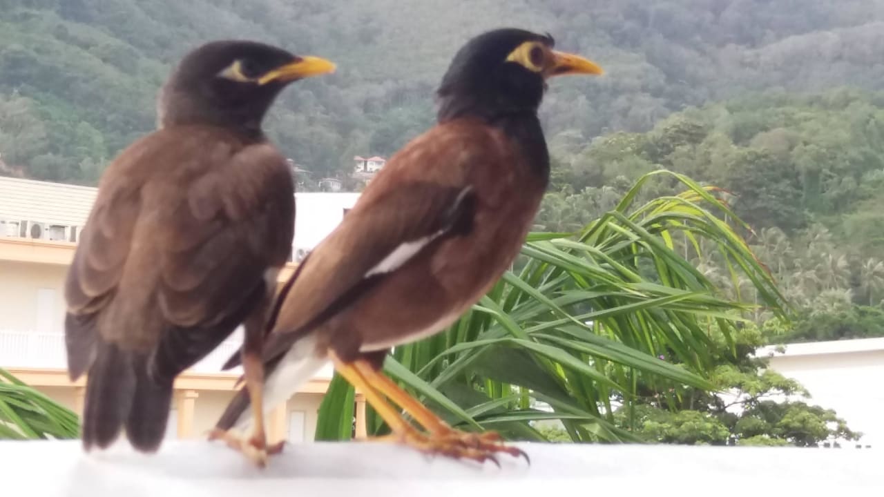 Waren jeden Tag auf dem Balkon The Old Phuket - Karon Beach Resort
