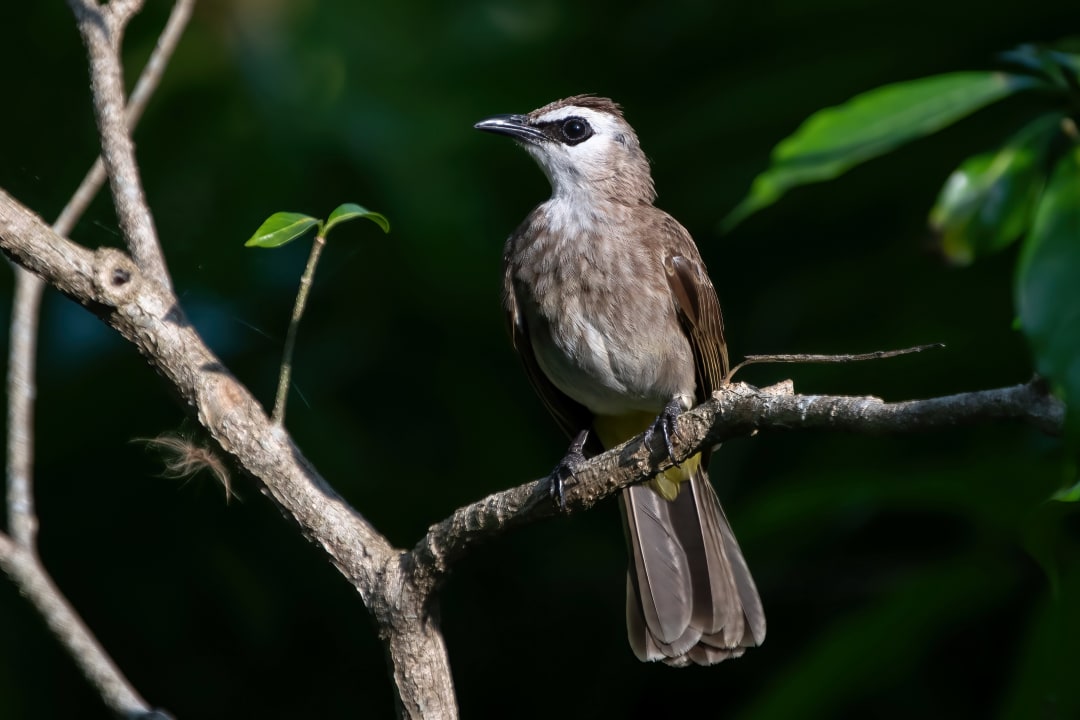 Gartenanlage Bo Phut Resort & Spa