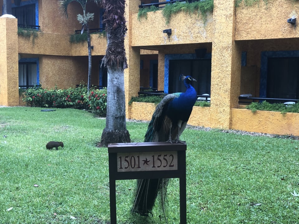 Gartenanlage Iberostar Waves Tucan