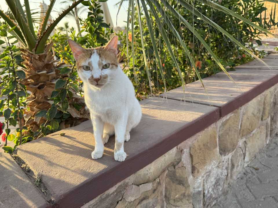 Gartenanlage Mövenpick Resort El Quseir