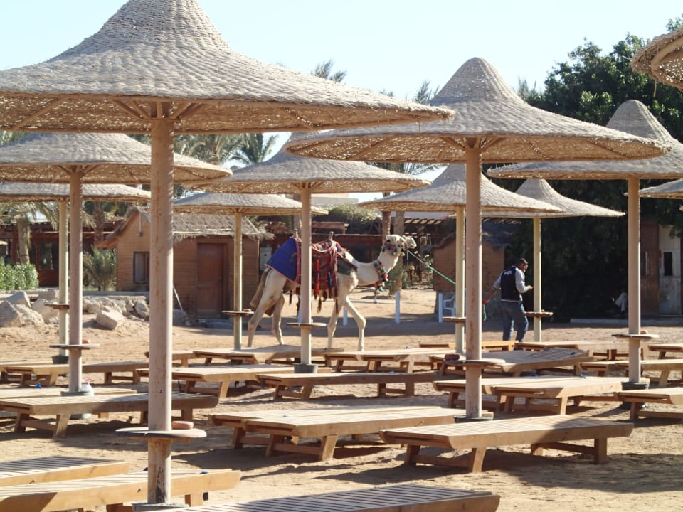 Cassanova The Camel Stella Beach Resort & Spa Makadi Bay