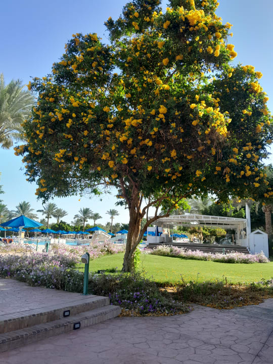 Gartenanlage Desert Rose
