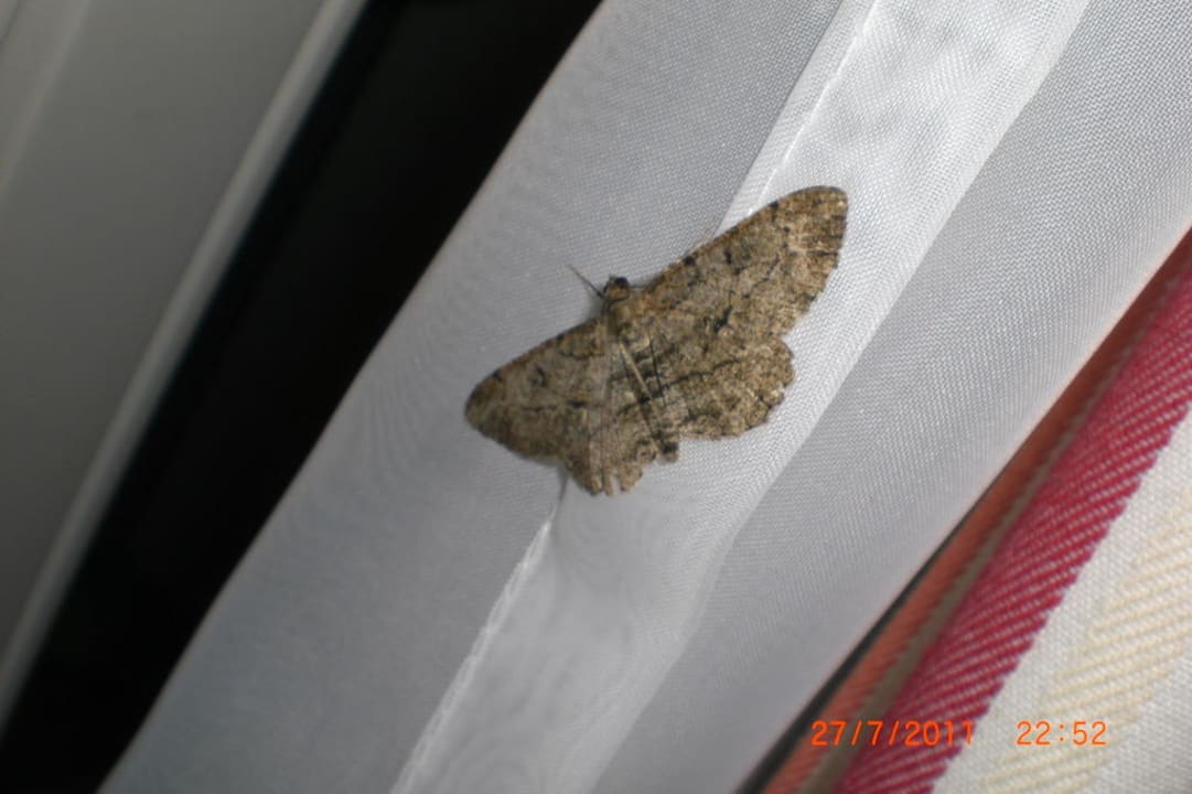 "Haustiere" aller Art Ferienwohnung Villa Romantica