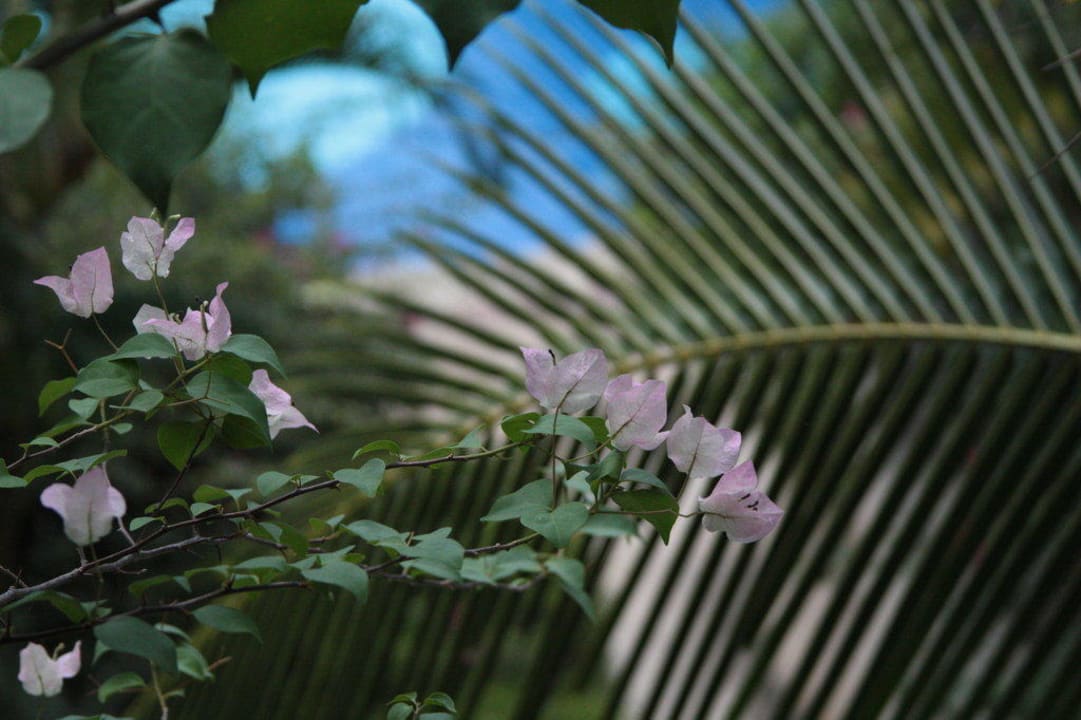 Vegetation vorm Balkon Chada Thai Village Resort