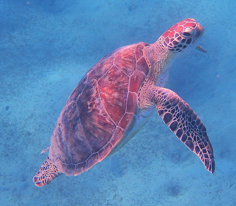 Strand Shams Alam Beach Resort