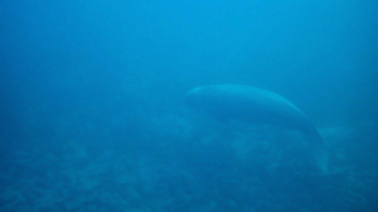 Seekuh Lahami Bay Beach Resort