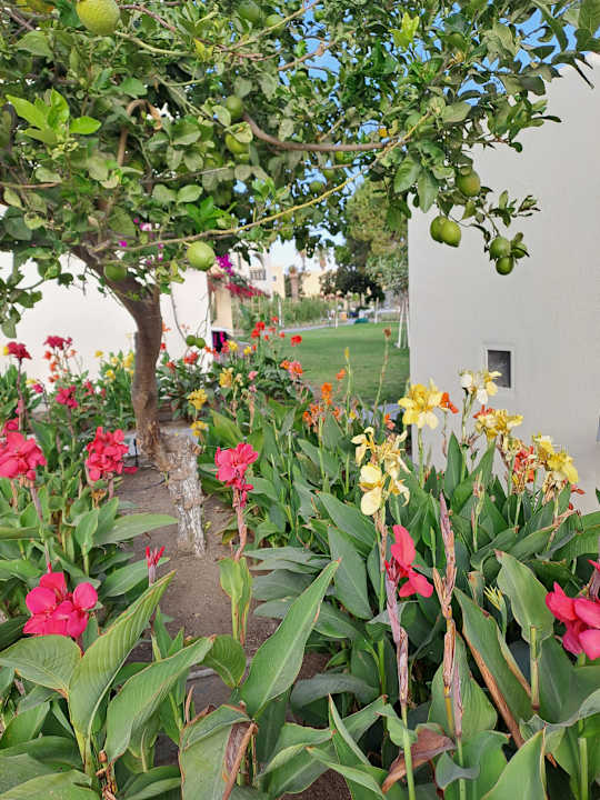 Gartenanlage Grecotel Casa Paradiso