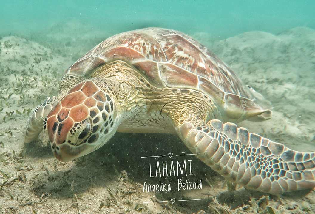 Strand Lahami Bay Beach Resort