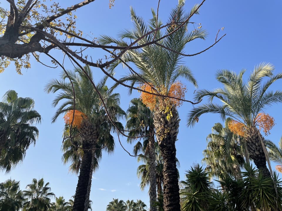 Gartenanlage Trendy Aspendos Beach Hotel
