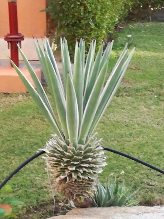 Gartenanlage Jaz Makadi Saraya Resort