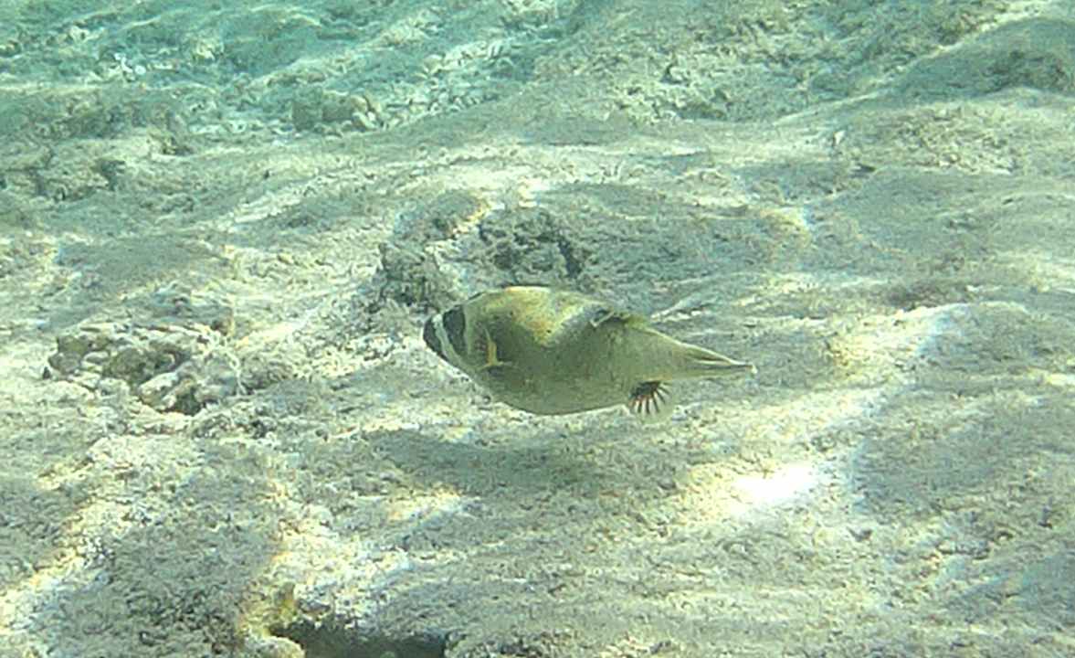 Sport & Freizeit Steigenberger Resort Alaya Marsa Alam - Red Sea - Adults only