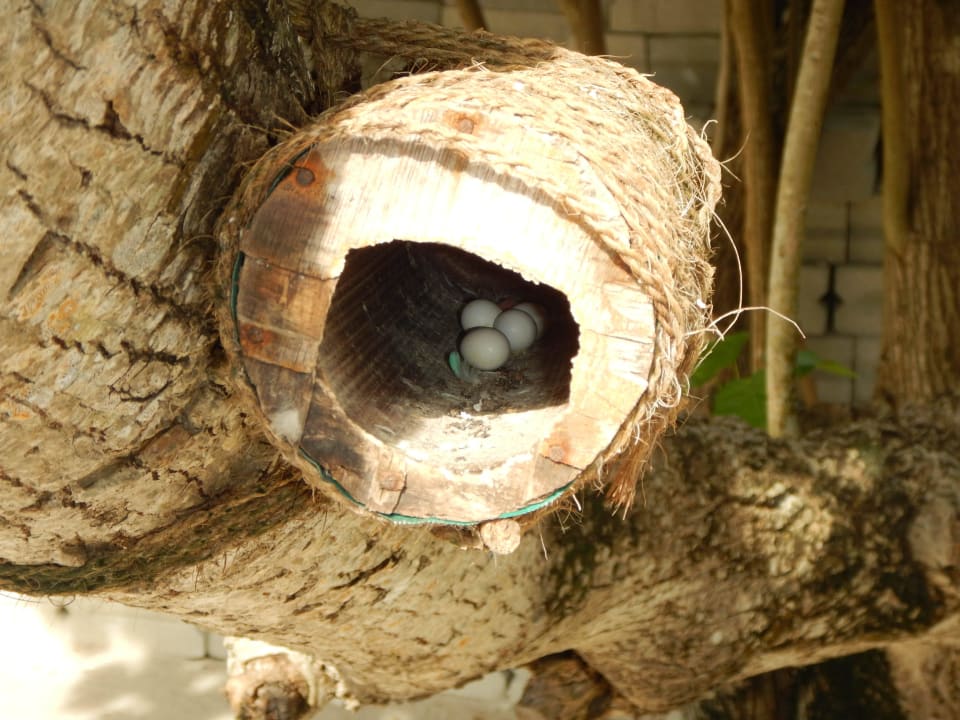 Wellensitticheier Thulhagiri Island Resort