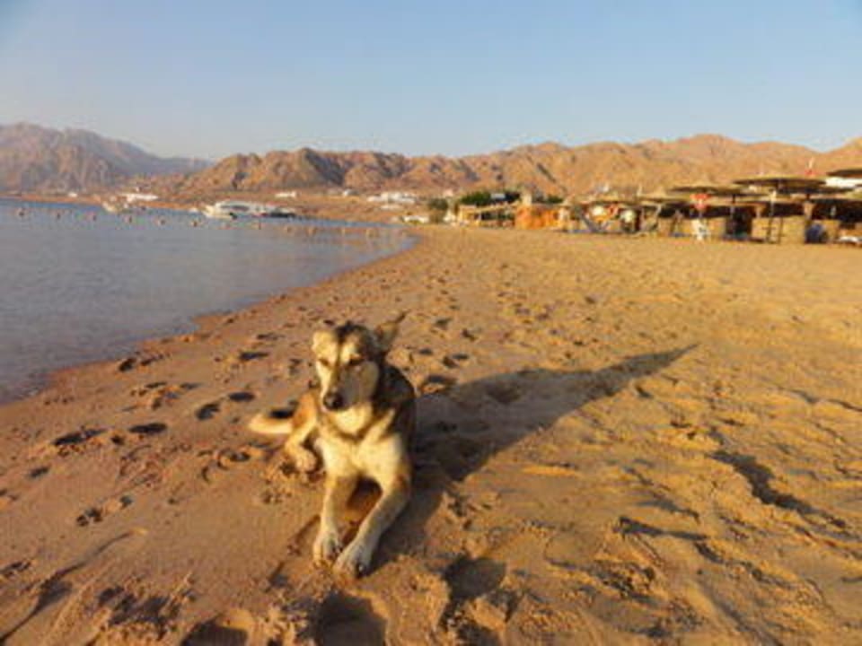 "Mein Hund" JAZ Dahabeya