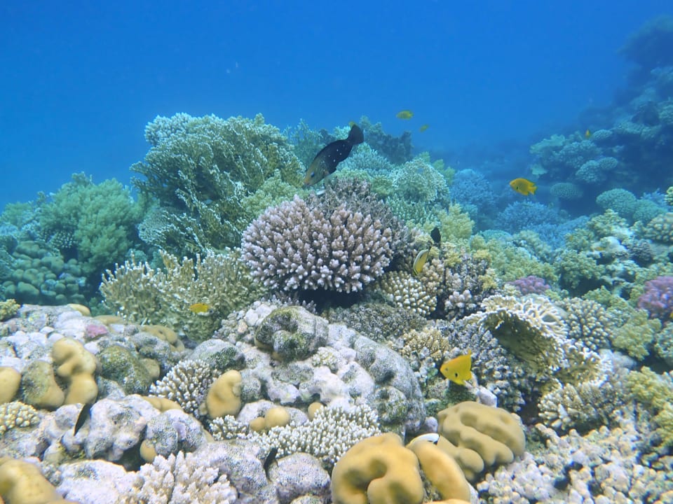 Strand Shams Alam Beach Resort