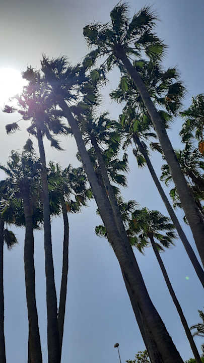 Gartenanlage Hotel Riu Paraiso Lanzarote