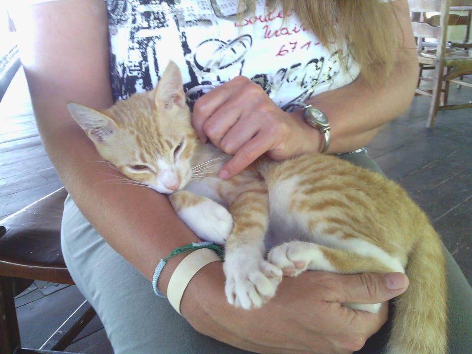 Das ist unser verschmuster Kater, nach dem Fressen Akumal Bay Beach & Wellness Resort