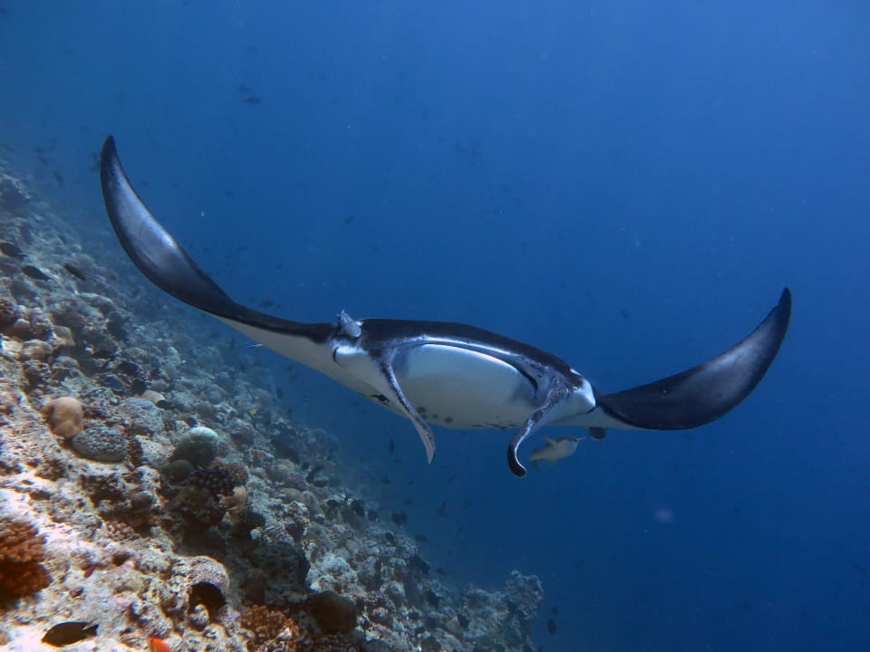 Manta Point Boutique Beach All Inclusive Diving Hotel