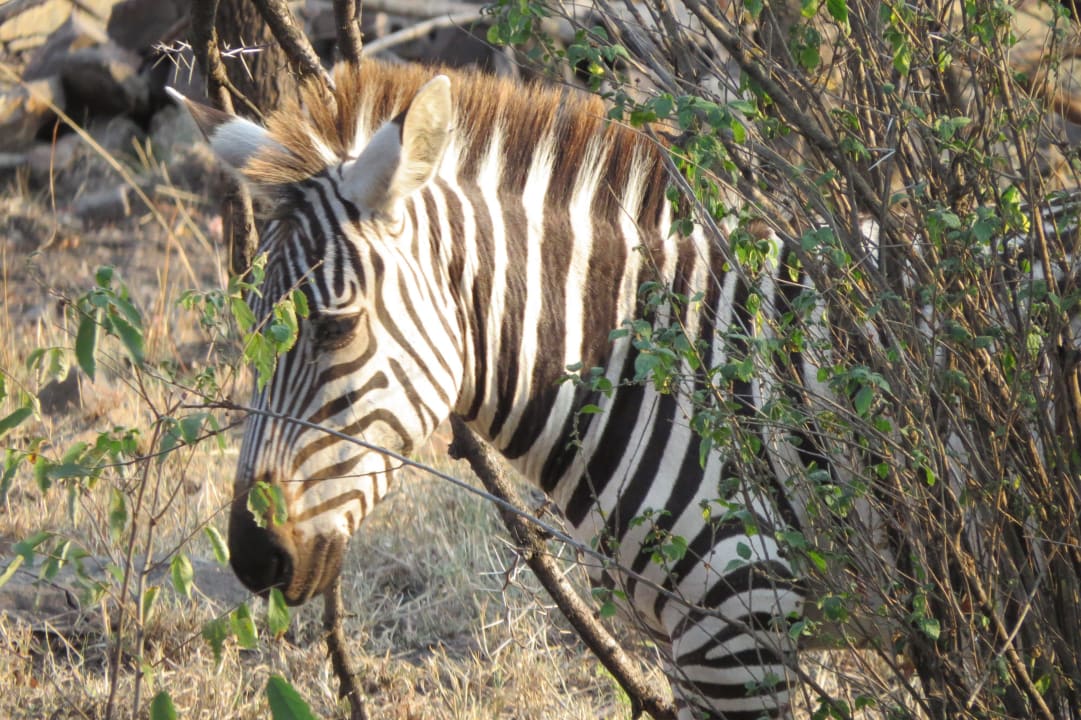 Tierbeobachtungen von der Terrasse am Pool Serengeti Serena Safari Lodge