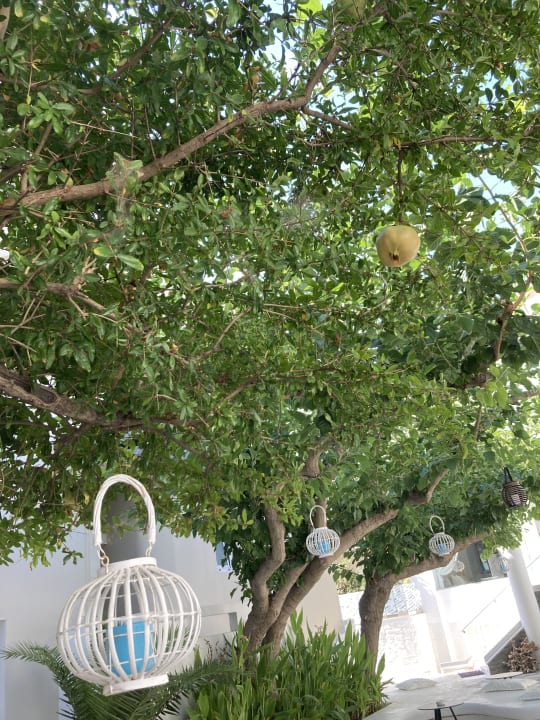 Gartenanlage Dimitrios Beach Hotel