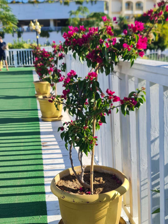 Gartenanlage Diamond Excellence Resort & Spa