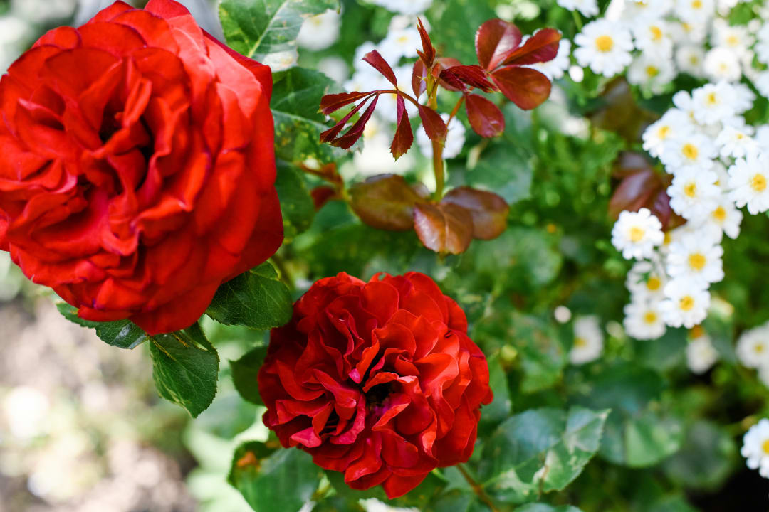 Gartenanlage Ferienwohnungen Gullyhof