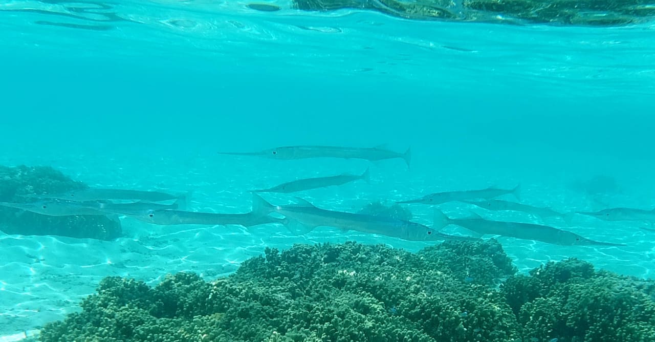 Sport & Freizeit Hotel Riu Palace Maldivas