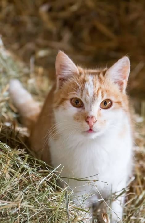 Mia Obergrafenberger Bauernhof