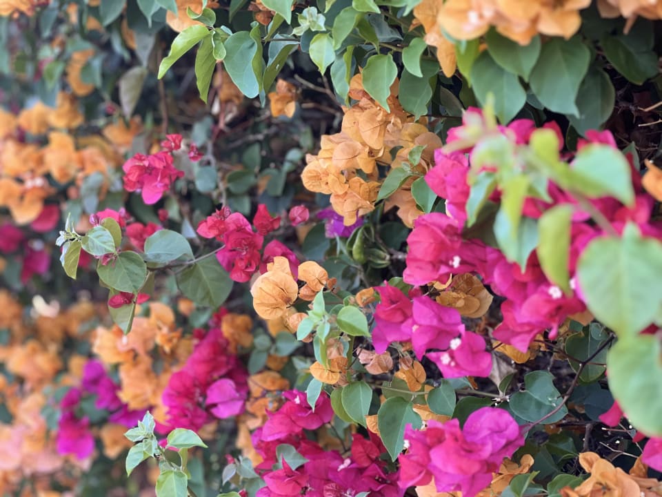 Gartenanlage allsun Hotel Esplendido
