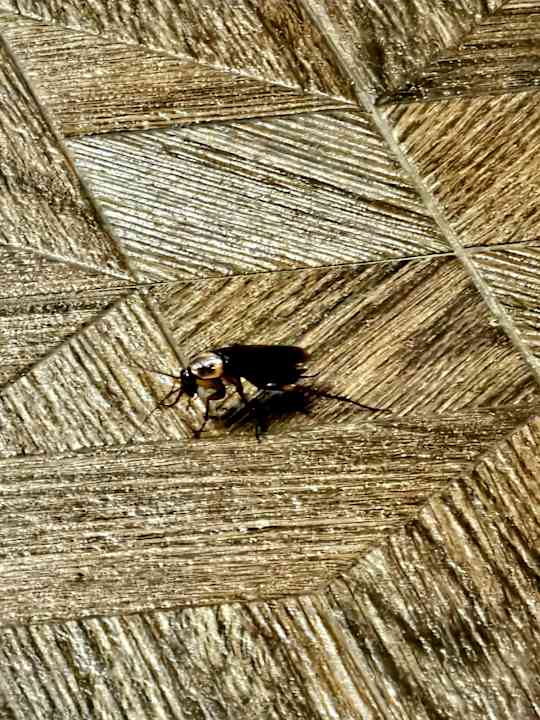 Zimmer Hotel Riu Funana