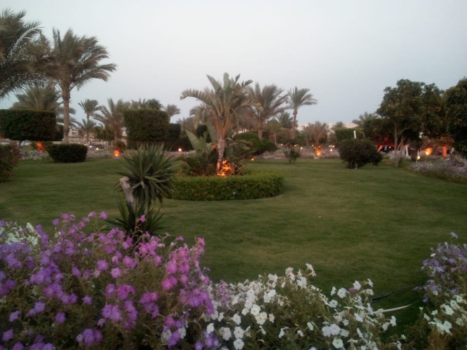 Gartenanlage Desert Rose