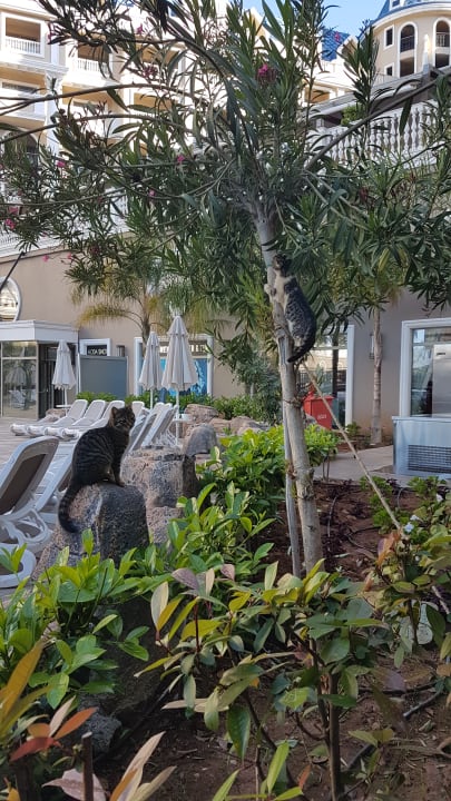 Gartenanlage Haydarpasha Palace