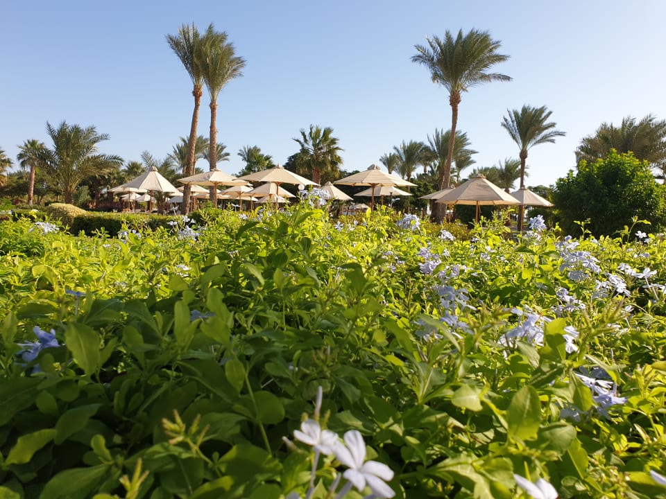 Gartenanlage Steigenberger ALDAU Beach Hotel