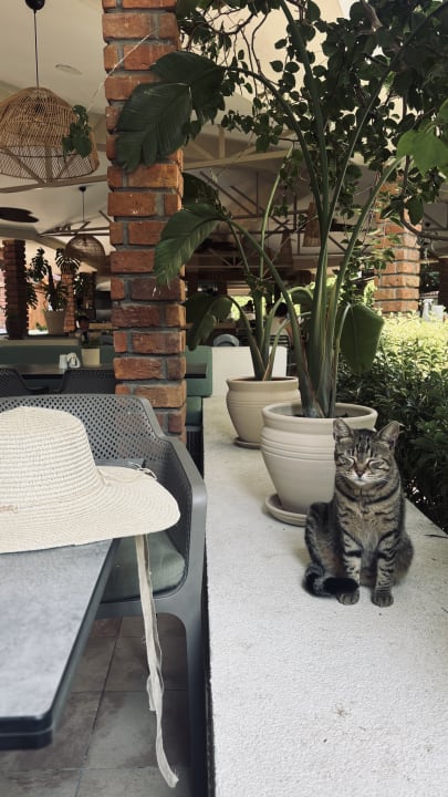 Gastro Can Garden Beach